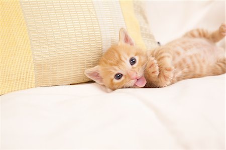 Cat Lying Down And Showing Tongue Stock Photo - Premium Royalty-Free, Code: 622-06190675