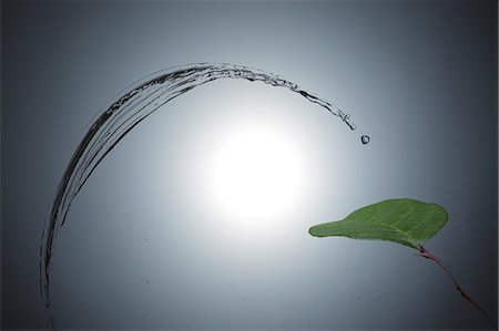 Single Leaf And Water Wave Stock Photo - Premium Royalty-Free, Code: 622-06190671