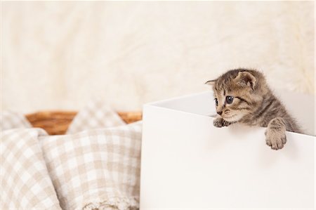 Brown Cat Looking Curiously Stock Photo - Premium Royalty-Free, Code: 622-06190687