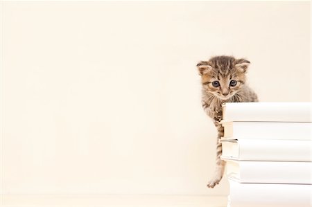 Domestic Cat Behind Stack Of Books Stock Photo - Premium Royalty-Free, Code: 622-06190688