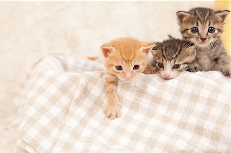 Three Domestic Cats Together Foto de stock - Sin royalties Premium, Código: 622-06190681