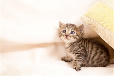 Cute Domestic Cat In Blanket Foto de stock - Sin royalties Premium, Código: 622-06190682