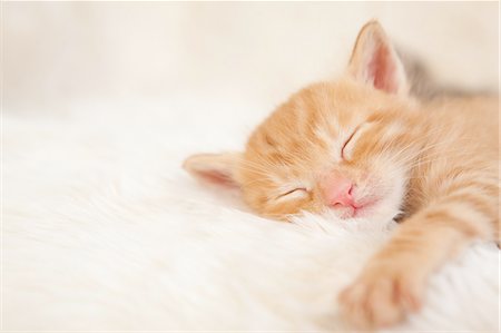 Domestic Cat Sleeping Foto de stock - Sin royalties Premium, Código: 622-06190696