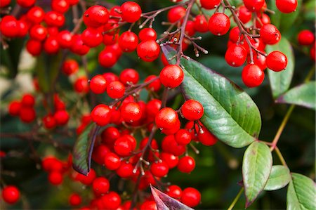 simsearch:622-06191258,k - Close Up Of Red Berries On Branches Stock Photo - Premium Royalty-Free, Code: 622-06190781