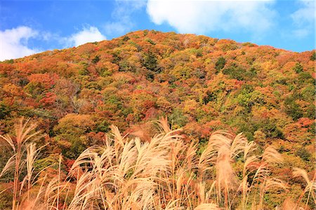 Trees On Mountain With Blue Sky Stock Photo - Premium Royalty-Free, Code: 622-06190809