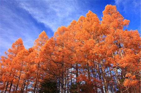 simsearch:622-06191361,k - Autumn Trees Stock Photo - Premium Royalty-Free, Code: 622-06190801