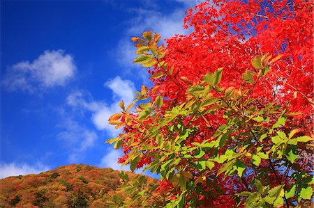 simsearch:622-06190849,k - Red Autumn Tree And Mountain Stock Photo - Premium Royalty-Free, Code: 622-06190810