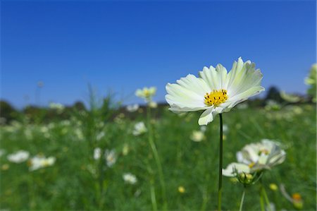 daisies flowers photos - Close-Up View Of Daisy Stock Photo - Premium Royalty-Free, Code: 622-06190848