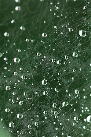 drop of water - Water Droplets On Spider Web Foto de stock - Sin royalties Premium, Código: 622-06190861