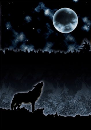 Wolf Howling Foto de stock - Sin royalties Premium, Código: 622-06190923