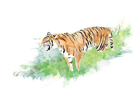 drawings - Tiger Stock Photo - Premium Royalty-Free, Code: 622-06191000