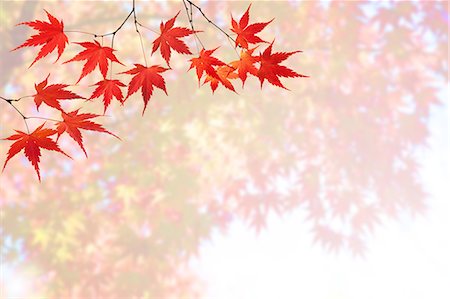 simsearch:622-06191082,k - Red Maple Leaves, Autumn Stock Photo - Premium Royalty-Free, Code: 622-06191079