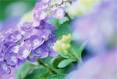 Fleurs de l'hortensia bleu Photographie de stock - Premium Libres de Droits, Code: 622-06191101