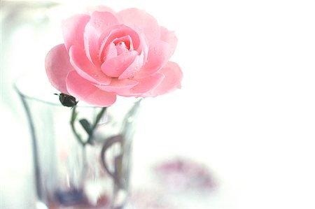 pink roses white background - Fresh Rose In Glass Foto de stock - Sin royalties Premium, Código: 622-06191112