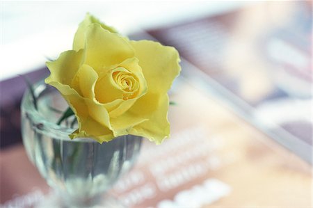 simsearch:622-06191135,k - Yellow Rose In Glass Bowl Foto de stock - Sin royalties Premium, Código: 622-06191134