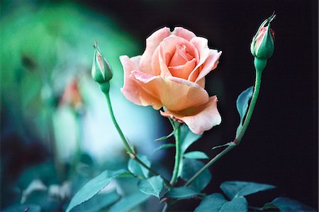 simsearch:622-06191135,k - Close-Up View Of Pink Rose And Buds Foto de stock - Sin royalties Premium, Código: 622-06191133