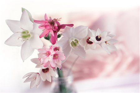 Fleurs roses et blanches dans Vase en verre Photographie de stock - Premium Libres de Droits, Code: 622-06191140