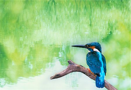 Portrait de Kingfisher se percher Photographie de stock - Premium Libres de Droits, Code: 622-06191156