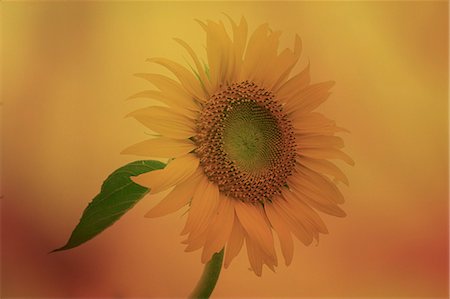 simsearch:622-06191161,k - Sunflower With Golden Background Foto de stock - Sin royalties Premium, Código: 622-06191150