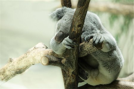 Koala Bear In Tree Stock Photo - Premium Royalty-Free, Code: 622-06191184