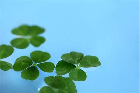 simsearch:622-06900507,k - Bright Four Leaf Clover On Blue Background Foto de stock - Sin royalties Premium, Código: 622-06191206