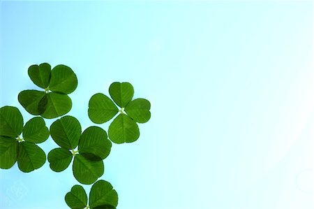 shamrocks - Bright Four Leaf Clover On Blue Gradient Background Stock Photo - Premium Royalty-Free, Code: 622-06191202