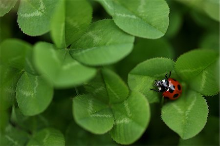 simsearch:633-01274985,k - Ladybug In Bright Green Clover Leaves Foto de stock - Sin royalties Premium, Código: 622-06191214