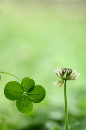 Four Leaf Clover, Close-Up View Stock Photo - Premium Royalty-Free, Code: 622-06191218