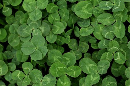 Clover Stock Photo - Premium Royalty-Free, Code: 622-06191219