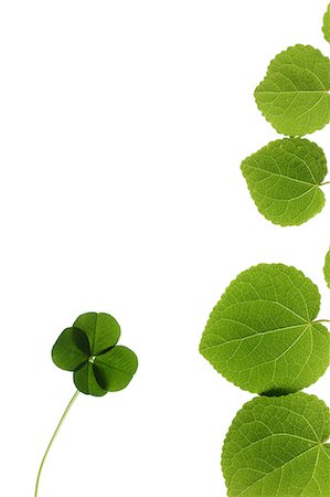 Bright Four Leaf Clover And Green Leaves On White Background Foto de stock - Sin royalties Premium, Código: 622-06191210