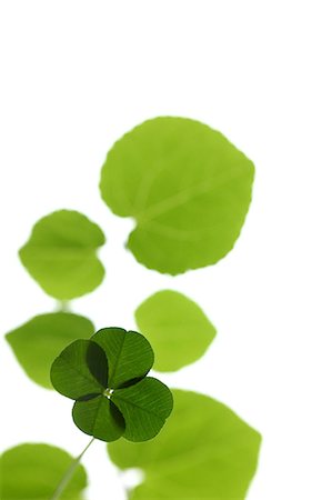 Bright Four Leaf Clover On White Background Foto de stock - Sin royalties Premium, Código: 622-06191211