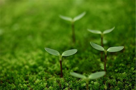 stem vegetable - Nouvelles plantes qui poussent dans la mousse, vert Photographie de stock - Premium Libres de Droits, Code: 622-06191224