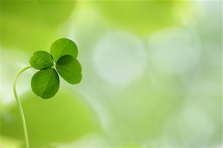 simsearch:622-06191226,k - Four Leaf Clover, Close-Up View Stock Photo - Premium Royalty-Free, Code: 622-06191220