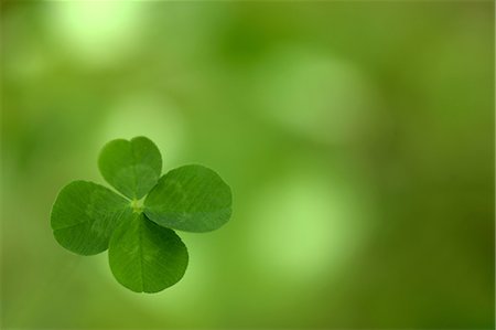 Four Leaf Clover, Close-Up View Stock Photo - Premium Royalty-Free, Code: 622-06191221