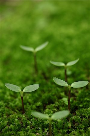 Jeunes plants dans Moss, vert Photographie de stock - Premium Libres de Droits, Code: 622-06191223
