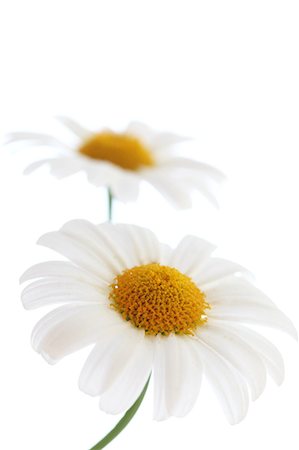flowers on white background - Close-Up Of White Daisy Stock Photo - Premium Royalty-Free, Code: 622-06191234