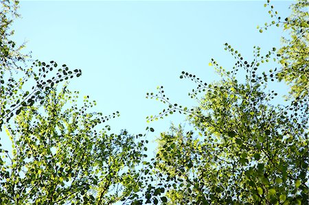 simsearch:622-06191229,k - Green Leafy Branches Against Sky Stock Photo - Premium Royalty-Free, Code: 622-06191239