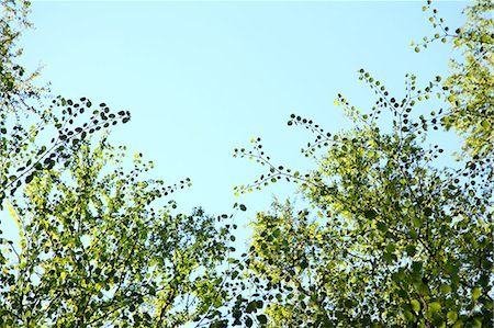 sunlight treetops - Green Leafy Branches Against Sky Stock Photo - Premium Royalty-Free, Code: 622-06191239