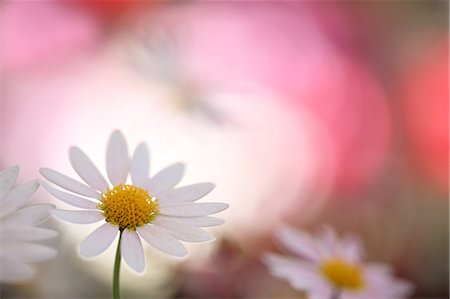 Close-Up View Of Daisy Foto de stock - Sin royalties Premium, Código: 622-06191233