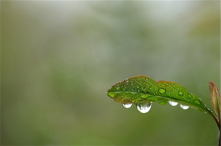 New Leaf With Drops Stock Photo - Premium Royalty-Free, Code: 622-06191247