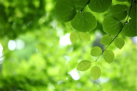 Feuilles d'un vert lumineuses, vue rapprochée Photographie de stock - Premium Libres de Droits, Code: 622-06191240