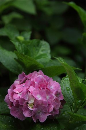 Hortensia rose fleurs jardin Photographie de stock - Premium Libres de Droits, Code: 622-06191257