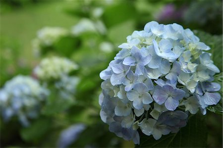 plants blurred - Blue Hydrangea Flowers In Garden Stock Photo - Premium Royalty-Free, Code: 622-06191258