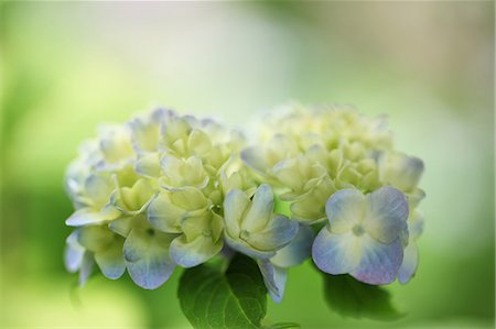 Fleurs de l'hortensia bleu avec arrière-plan flou Photographie de stock - Premium Libres de Droits, Code: 622-06191265