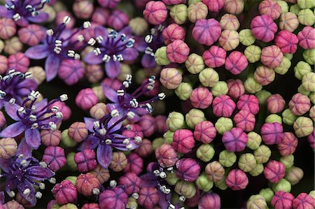 plants texture - Close-Up View Of Buds, Background Stock Photo - Premium Royalty-Free, Code: 622-06191268