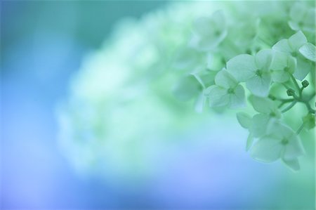 White Hydrangea Flowers With Blur Background Foto de stock - Sin royalties Premium, Código: 622-06191262