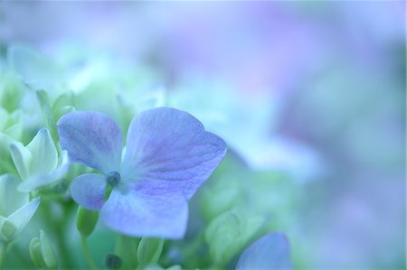 plants blurred - Blue Hydrangea Flowers With Blur Background Stock Photo - Premium Royalty-Free, Code: 622-06191263