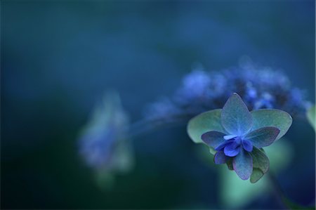 soft nature - Dark Leaves, Blur Stock Photo - Premium Royalty-Free, Code: 622-06191274