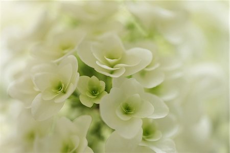 White Hydrangea Cluster Stock Photo - Premium Royalty-Free, Code: 622-06191276