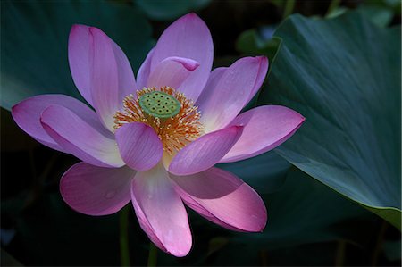 flower on water - Shiny Pink Lotus Stock Photo - Premium Royalty-Free, Code: 622-06191286